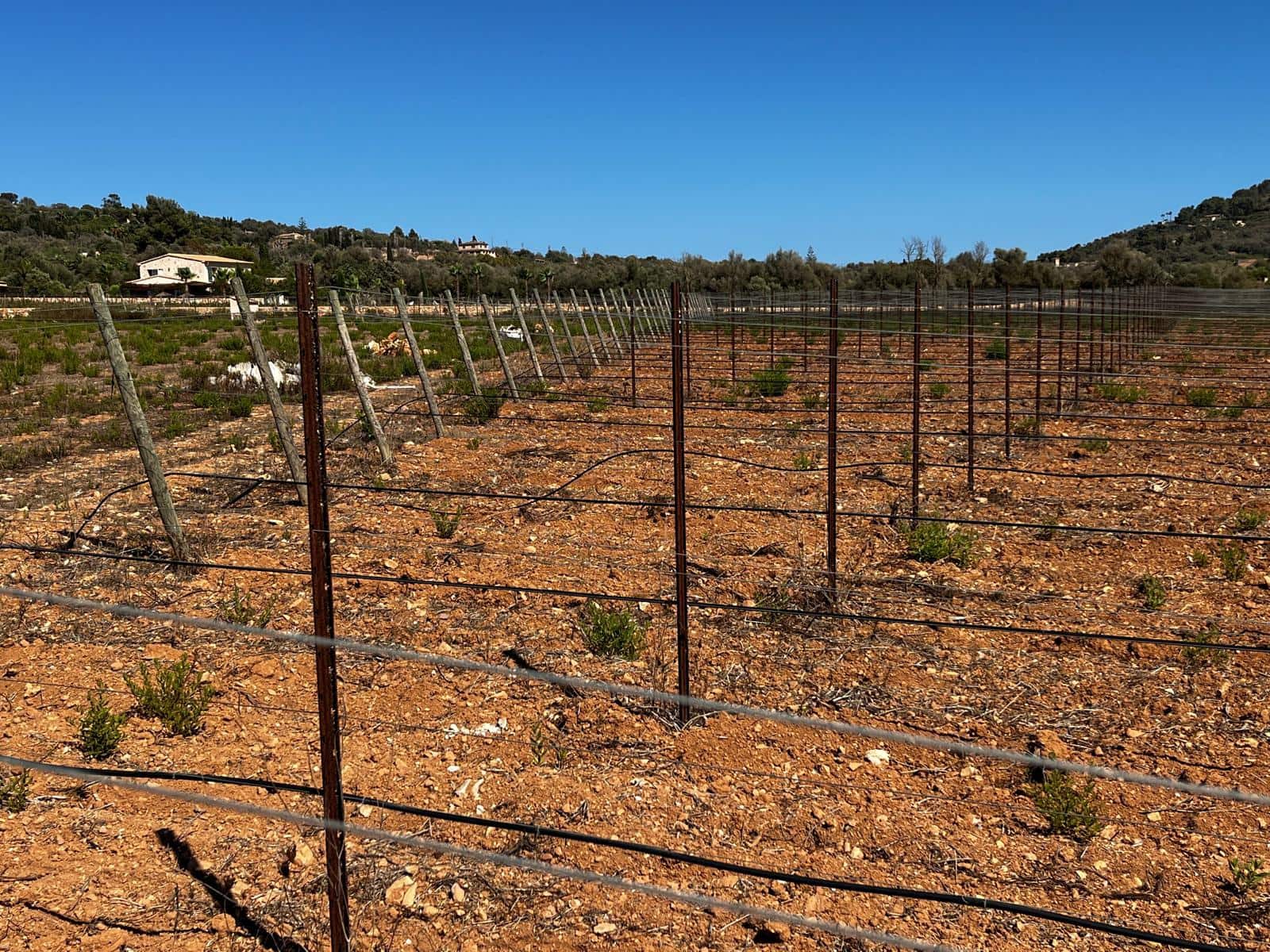 Byggegrund til salg i Cas Concos - € 1.500.000 (Ref: 8439816)