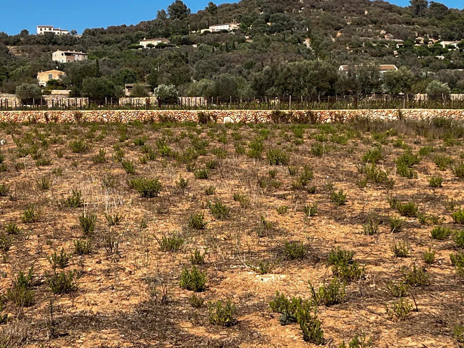 Byggegrund til salg i Cas Concos - € 1.500.000 (Ref: 8439816)