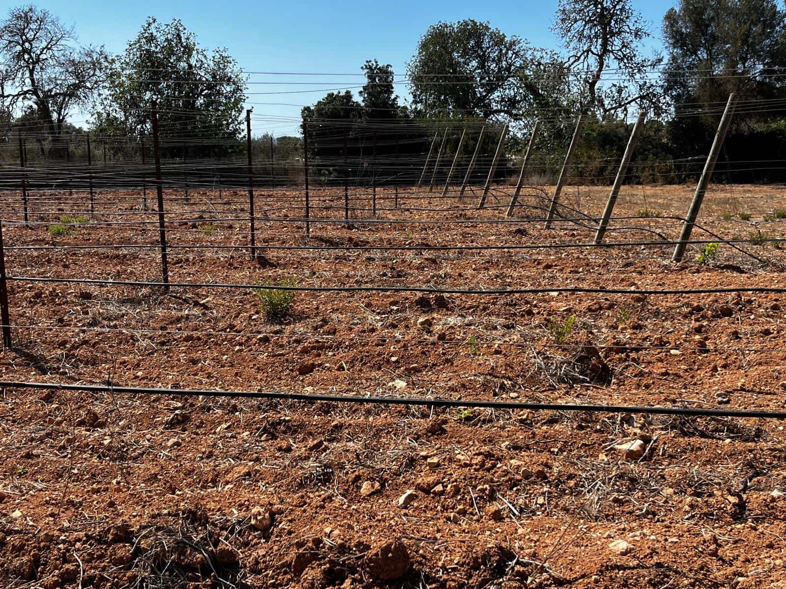 Byggegrund til salg i Cas Concos - € 1.500.000 (Ref: 8439816)