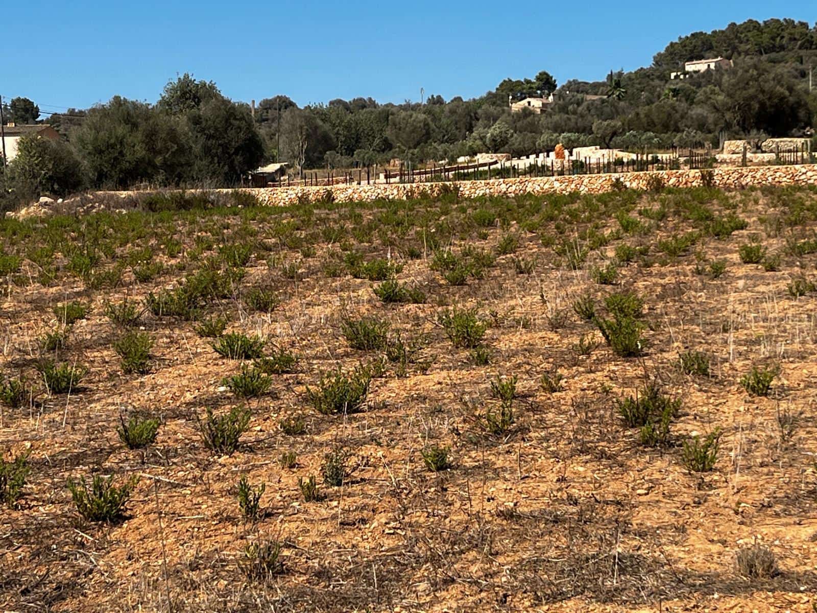 Byggegrund til salg i Cas Concos - € 1.500.000 (Ref: 8439816)