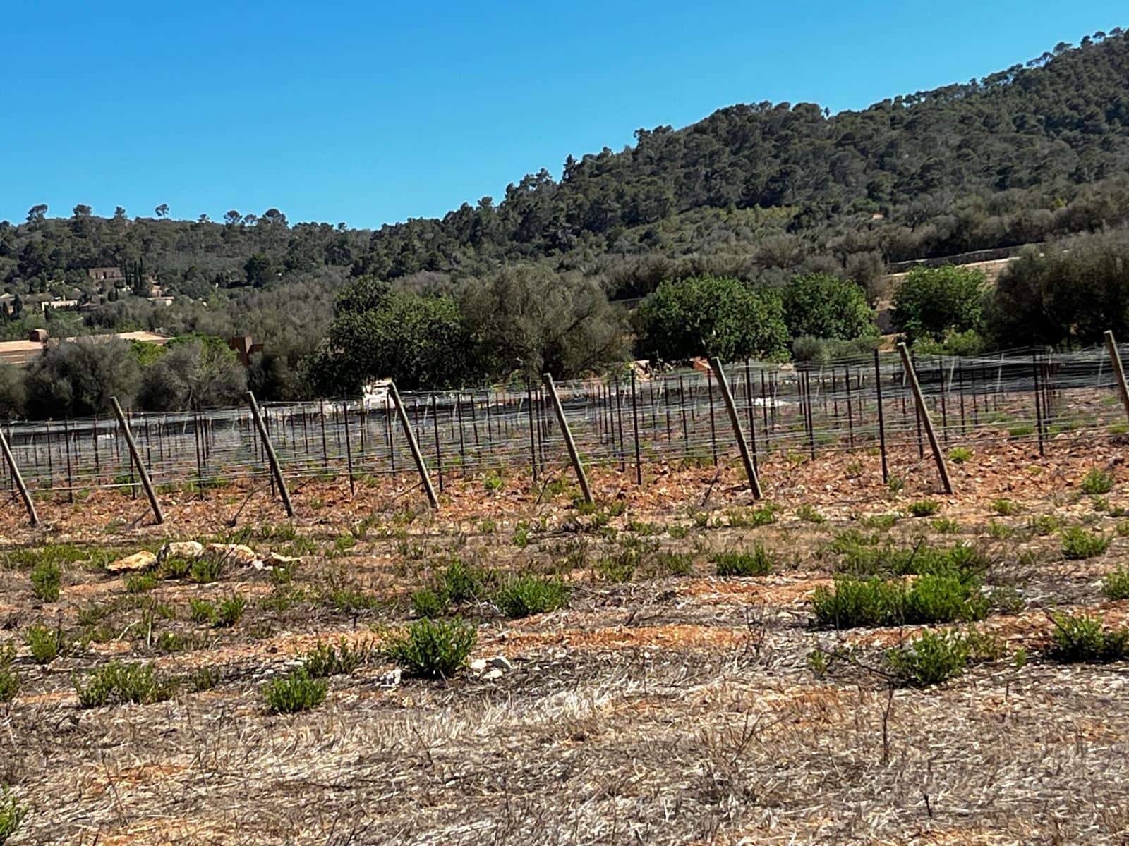 Byggegrund til salg i Cas Concos - € 1.500.000 (Ref: 8439816)