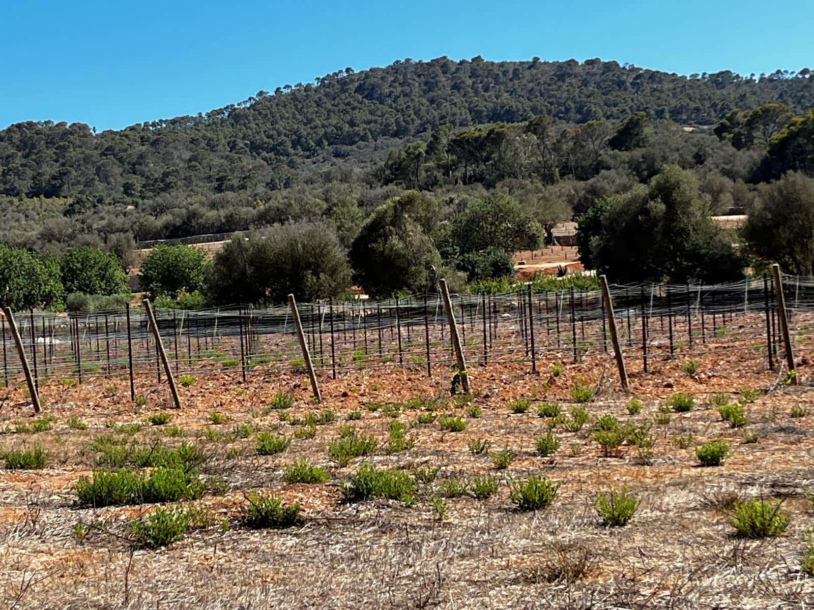 Byggegrund til salg i Cas Concos - € 1.500.000 (Ref: 8439816)