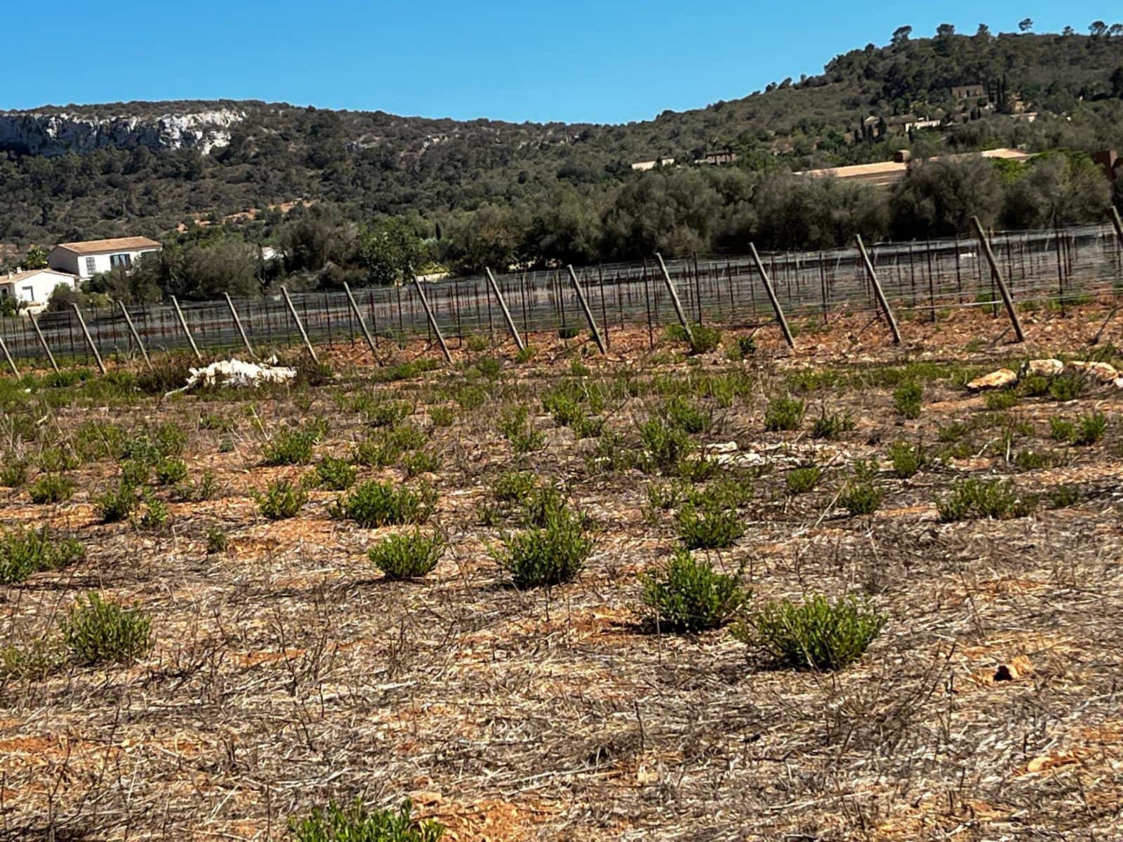 Byggegrund til salg i Cas Concos - € 1.500.000 (Ref: 8439816)