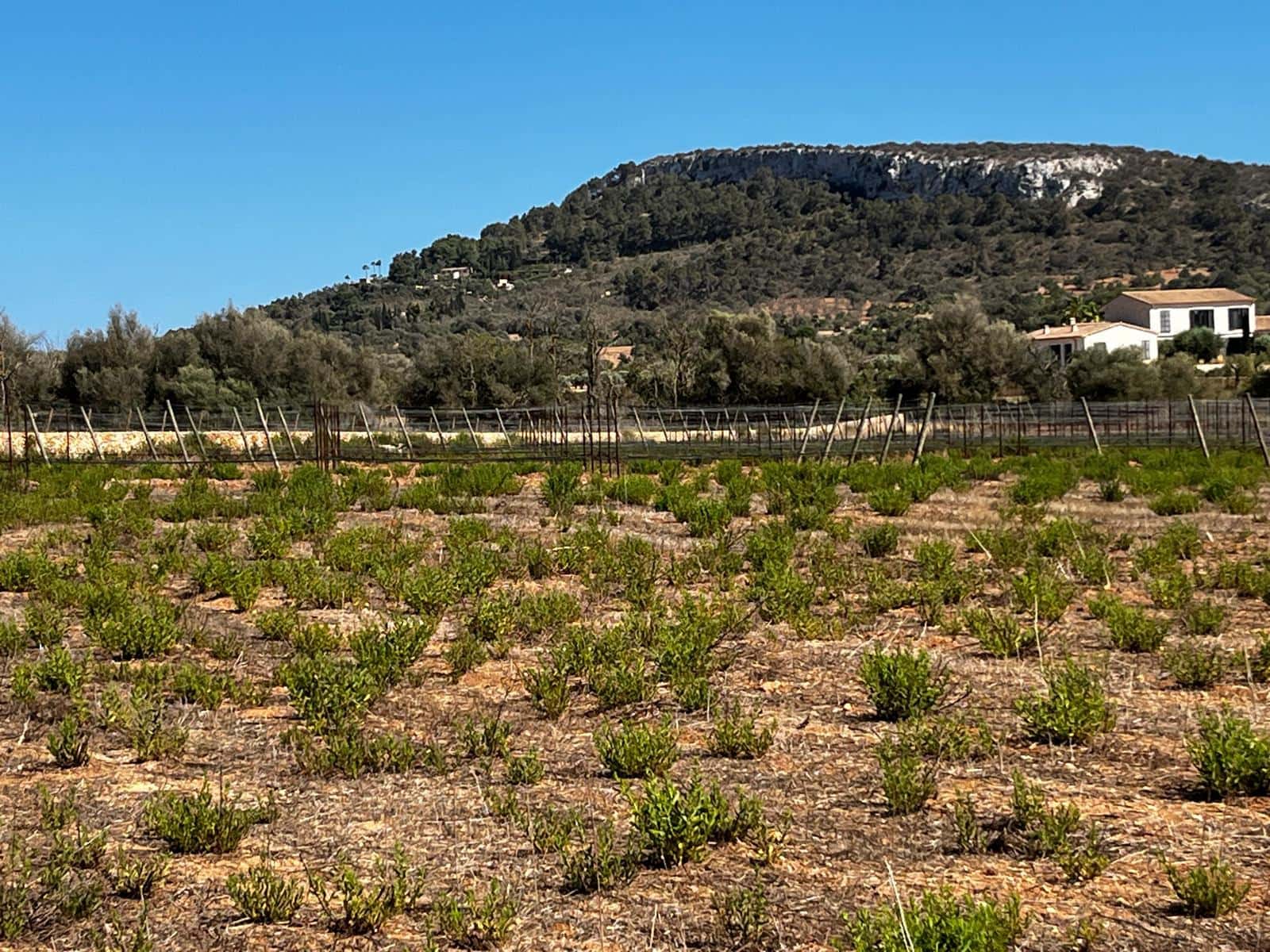 Byggegrund til salg i Cas Concos - € 1.500.000 (Ref: 8439816)