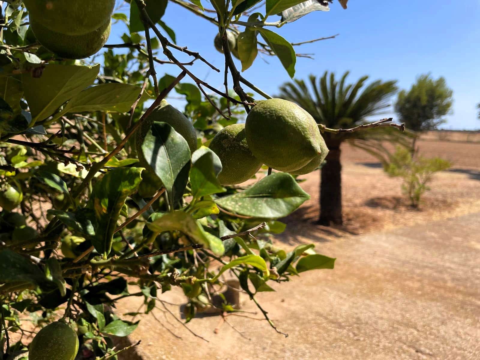 5 soveværelse Finca/Landehus til salg i Campos med garage - € 1.300.000 (Ref: 8456402)