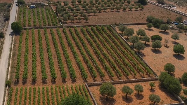 Building Plot for sale in Llucmajor - € 599,000 (Ref: 8594488)