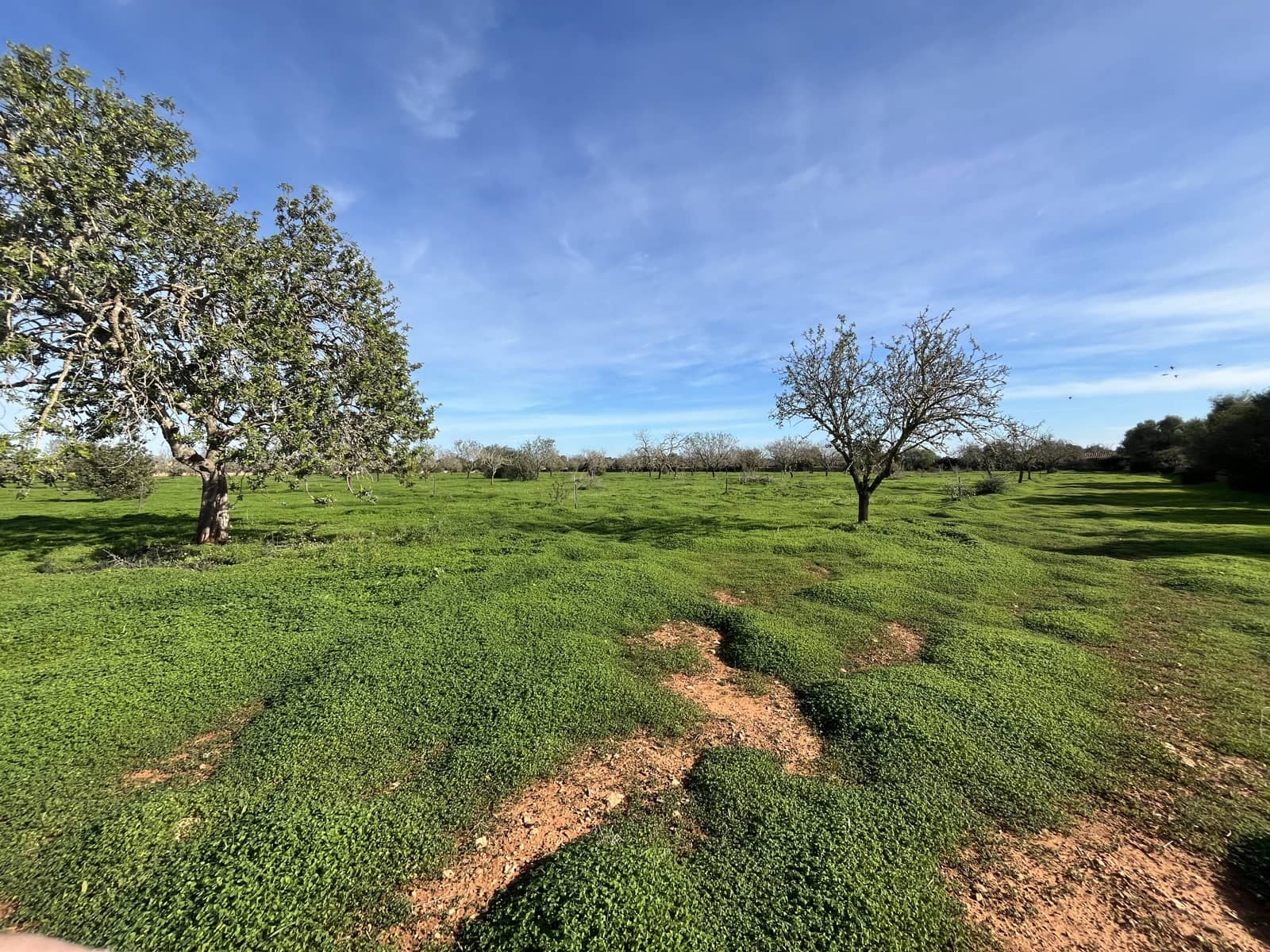 Byggetomt til salgs i Llucmajor - € 380 000 (Ref: 8685604)