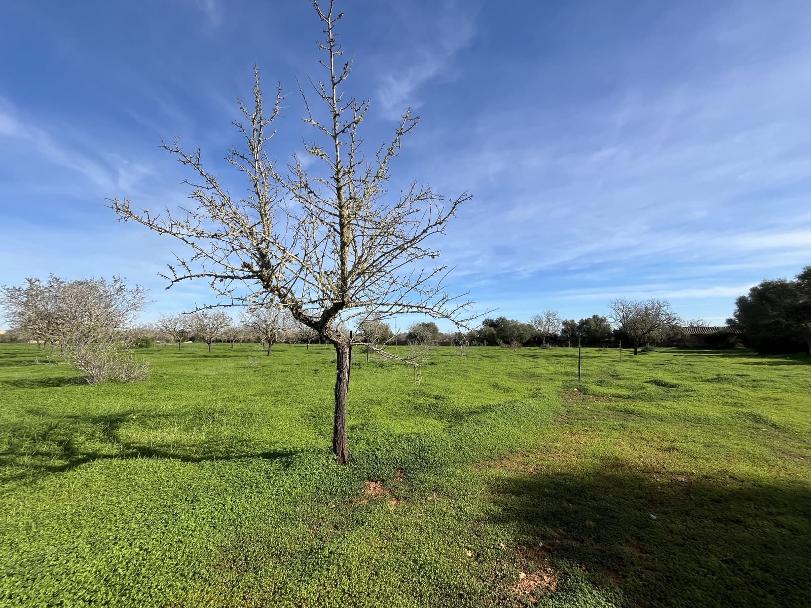 Byggetomt til salgs i Llucmajor - € 380 000 (Ref: 8685604)