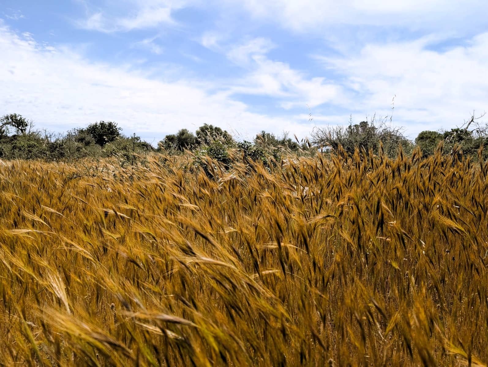 Działka budowlana na sprzedaż w Ses Salines - 1 600 000 € (Ref: 8951978)