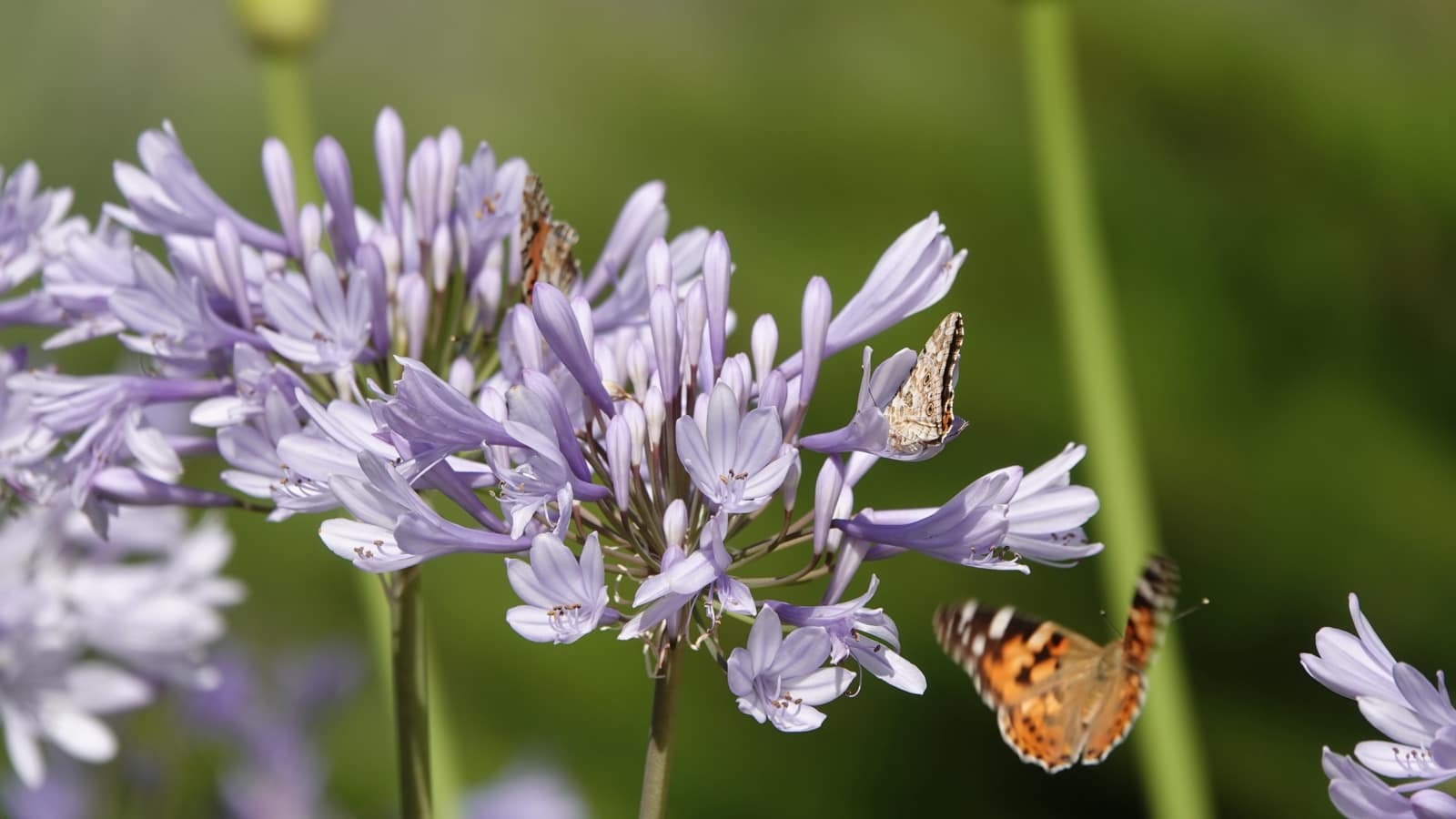 6 soveværelse Villa til salg i Pollensa / Pollenca med swimmingpool garage - € 4.975.000 (Ref: 9057060)