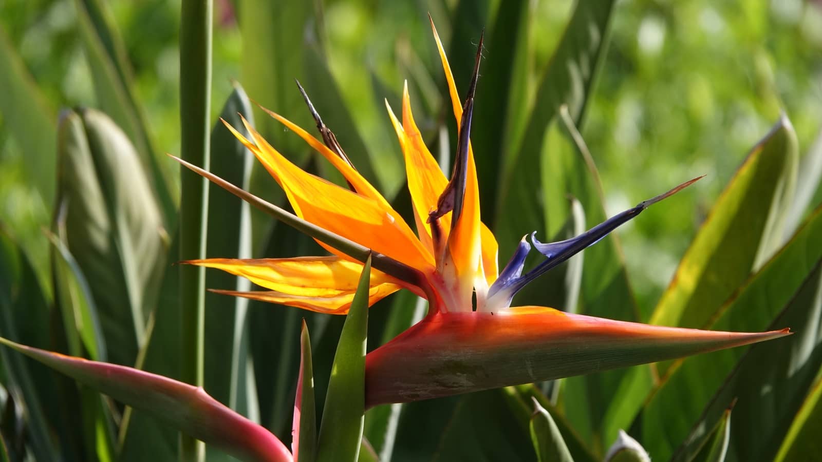 6 soveværelse Villa til salg i Pollensa / Pollenca med swimmingpool garage - € 4.975.000 (Ref: 9057060)