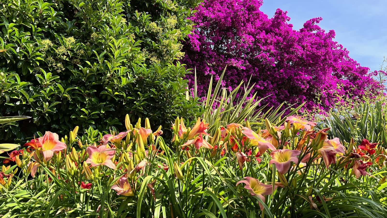 6 soveværelse Villa til salg i Pollensa / Pollenca med swimmingpool garage - € 4.975.000 (Ref: 9057060)