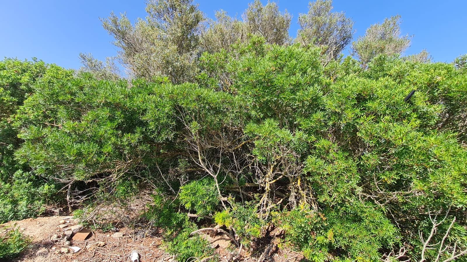 Byggegrund til salg i S'Estanyol - € 285.000 (Ref: 9061895)