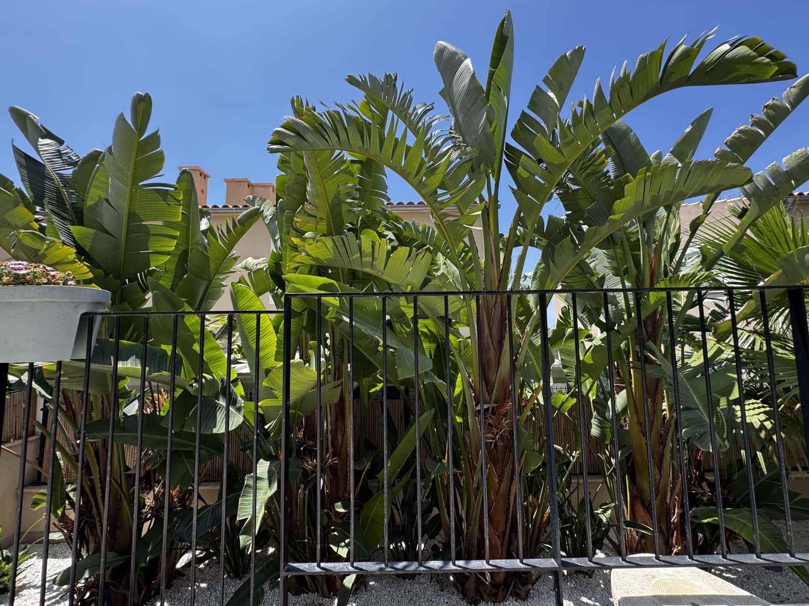 4 soveværelse Semi-Rækkehus til salg i Marratxi med swimmingpool garage - € 849.000 (Ref: 9101724)