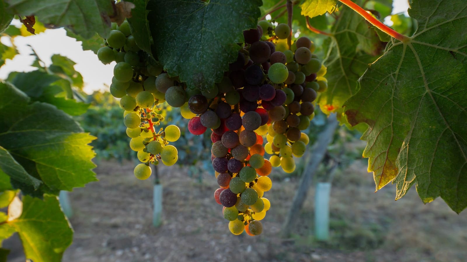 4 bedroom Finca/Country House for sale in Porreres with pool garage - € 5,800,000 (Ref: 9161845)