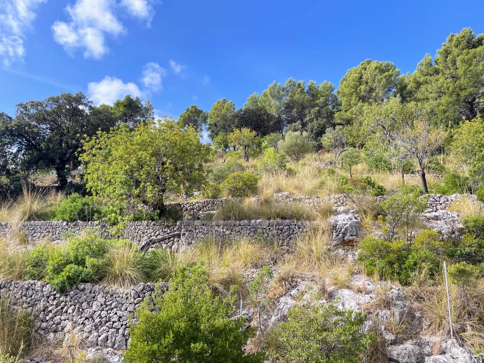 3 soveværelse Lejlighed til leje i Caimari med swimmingpool - € 1.900 (Ref: 9227995)