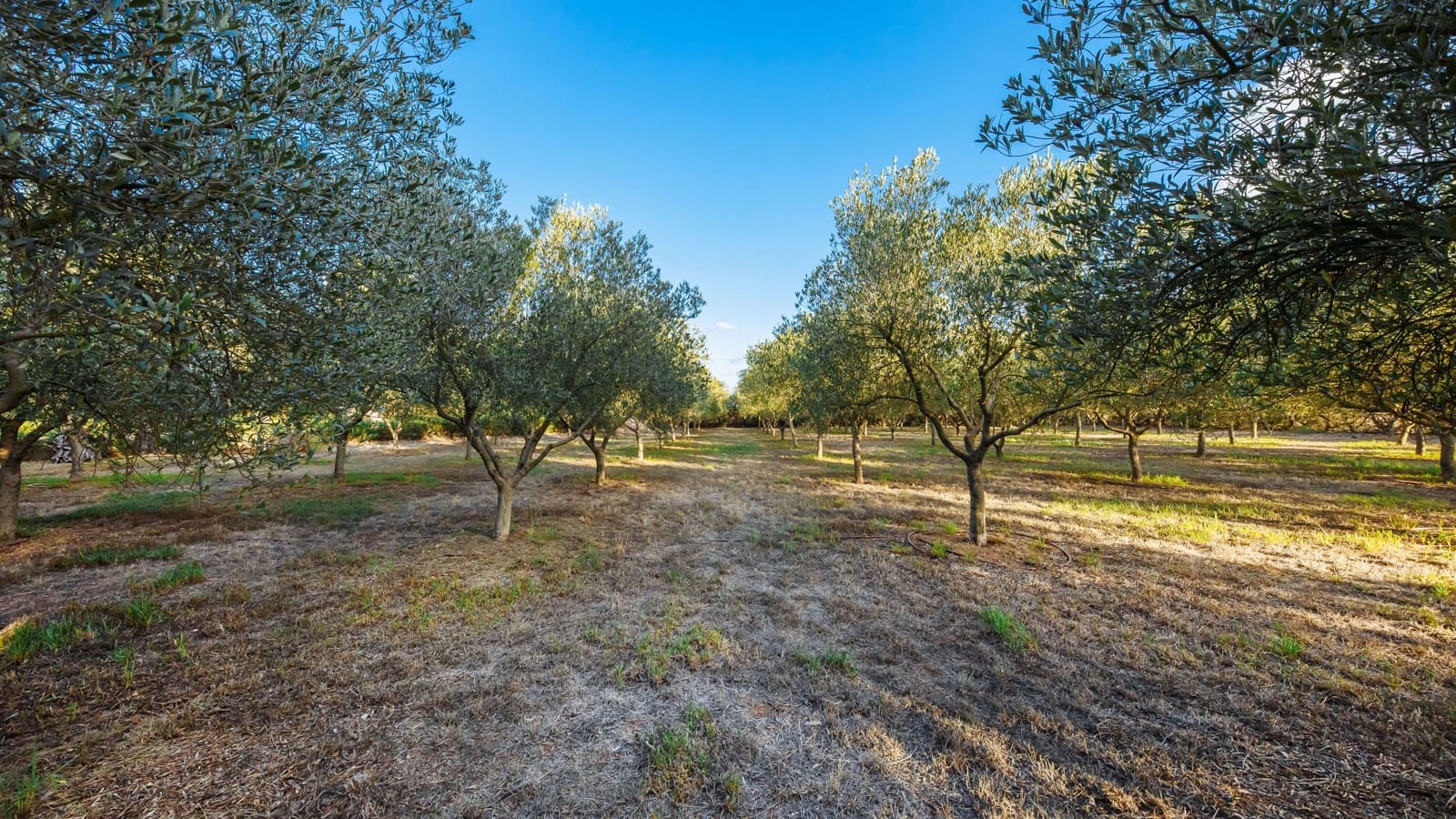 5 slaapkamer Finca/Landhuis te koop in Campos met garage - € 2.350.000 (Ref: 9246069)