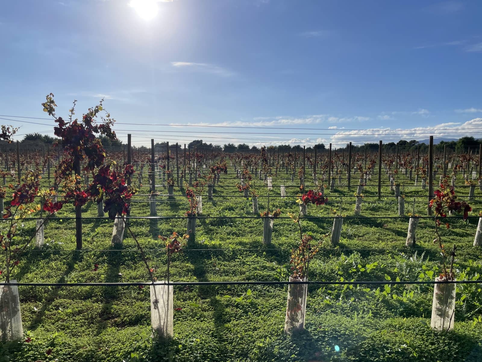 Byggegrund til salg i Inca - € 2.000.000 (Ref: 9271896)