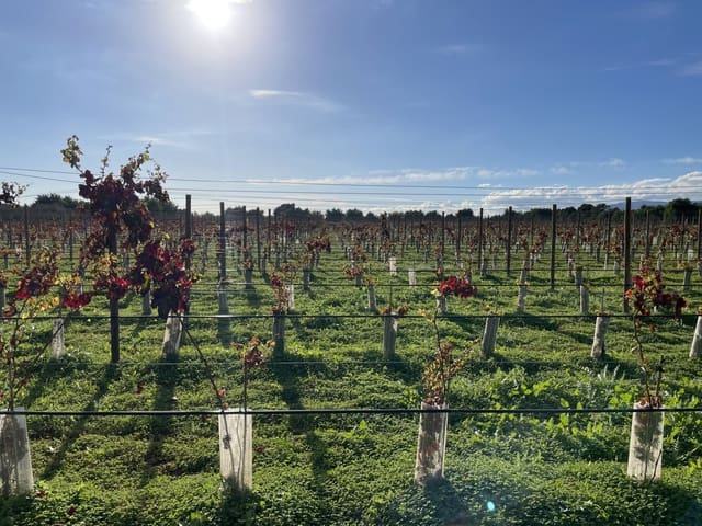 Byggegrund til salg i Inca - € 2.000.000 (Ref: 9271896)