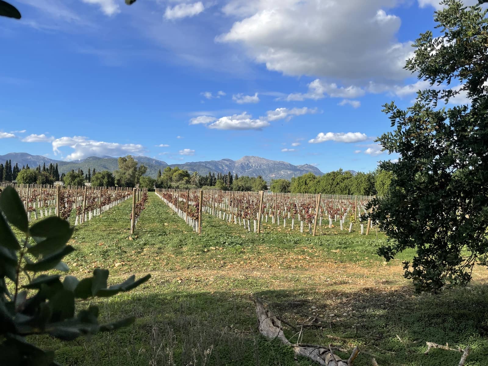 Byggegrund til salg i Inca - € 2.000.000 (Ref: 9271896)