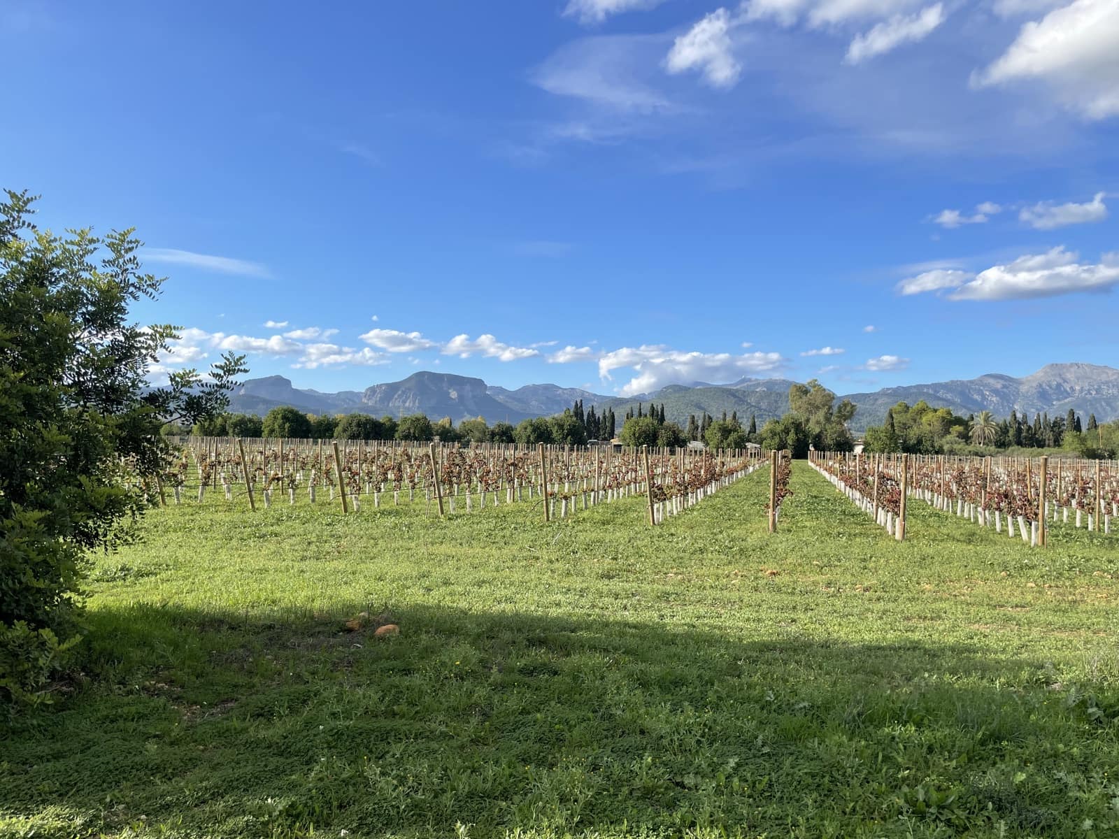 Byggegrund til salg i Inca - € 2.000.000 (Ref: 9271896)