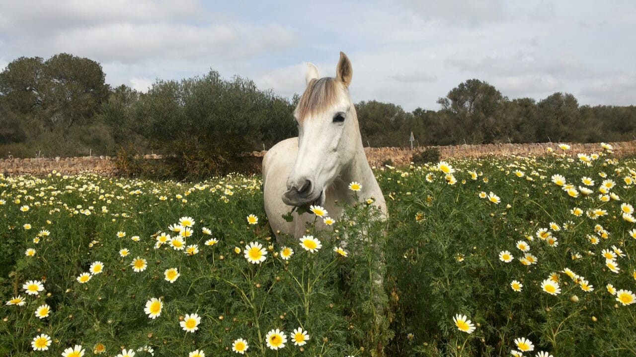 4 bedroom Finca/Country House for rent in Campos with pool garage - € 6,000 (Ref: 9315197)