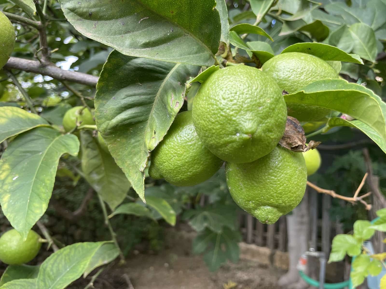 3 bedroom Townhouse for rent in Buger with garage - € 2,000 (Ref: 9332731)