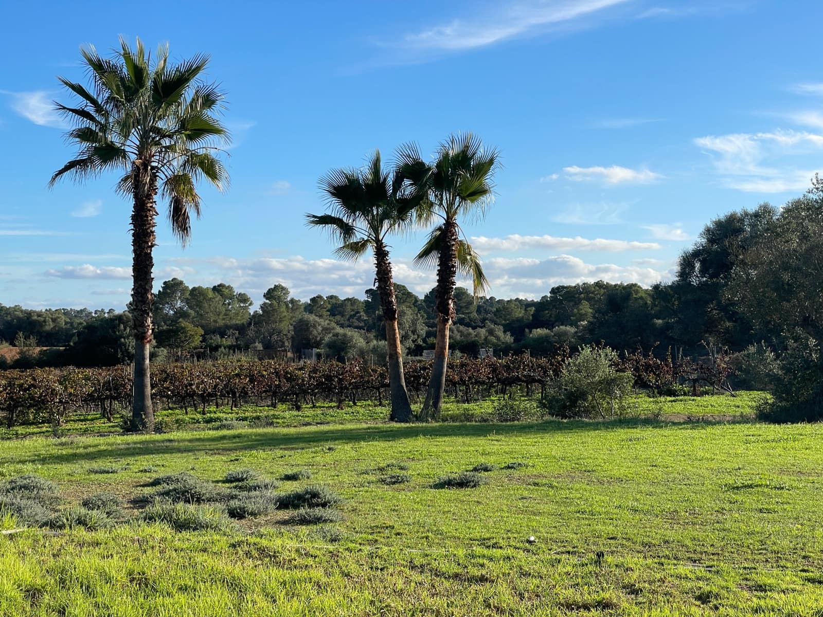 4 chambre Finca/Maison de Campagne à vendre à Sencelles avec piscine garage - 1 695 000 € (Ref: 9405872)