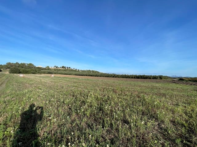 Building Plot for sale in Muro - € 525,000 (Ref: 9436436)