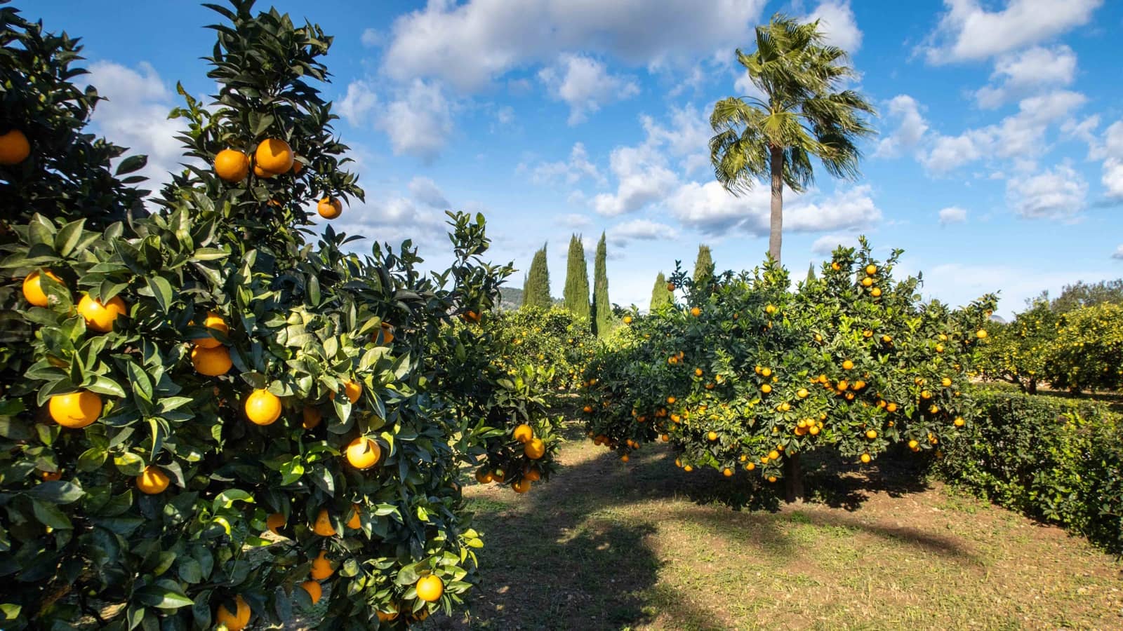 6 chambre Finca/Maison de Campagne à vendre à Pollensa / Pollenca avec garage - 7 650 000 € (Ref: 9469838)