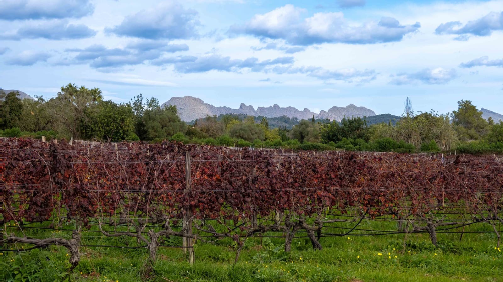 6 chambre Finca/Maison de Campagne à vendre à Pollensa / Pollenca avec garage - 7 650 000 € (Ref: 9469838)