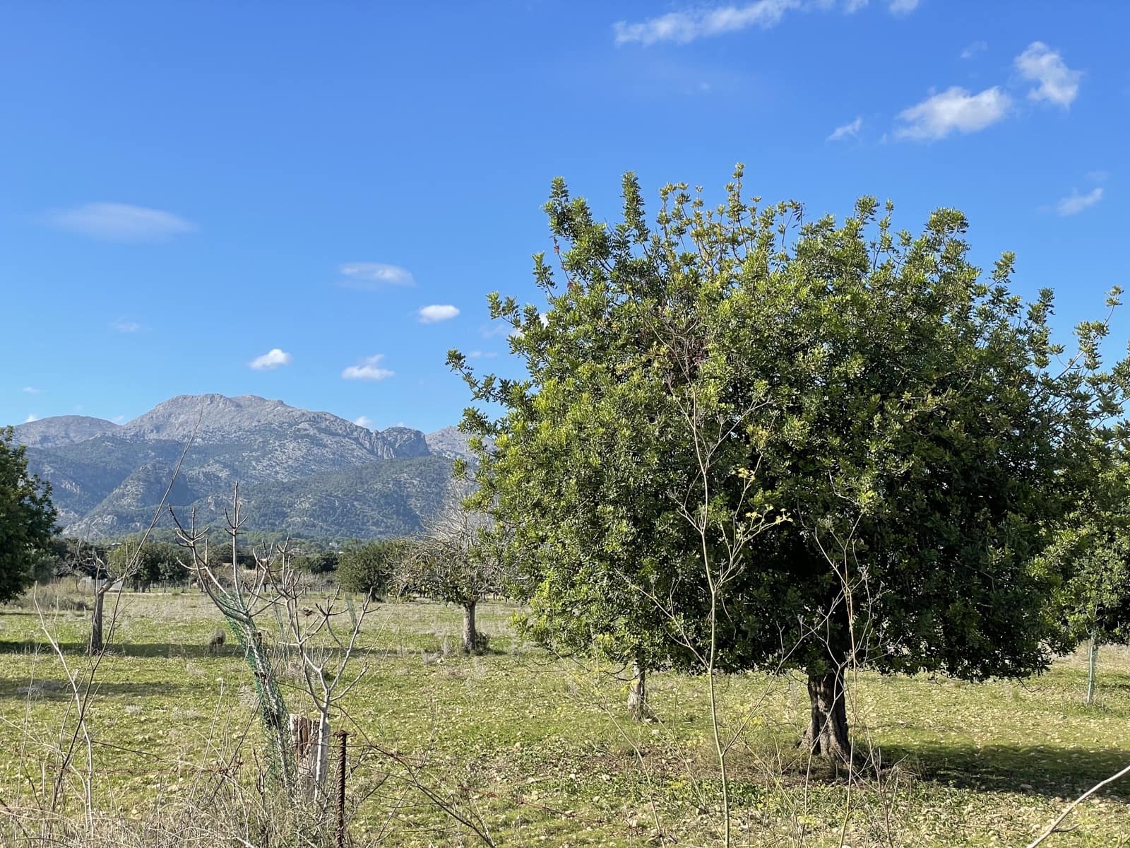 Building Plot for sale in Moscari - € 575,000 (Ref: 9487973)