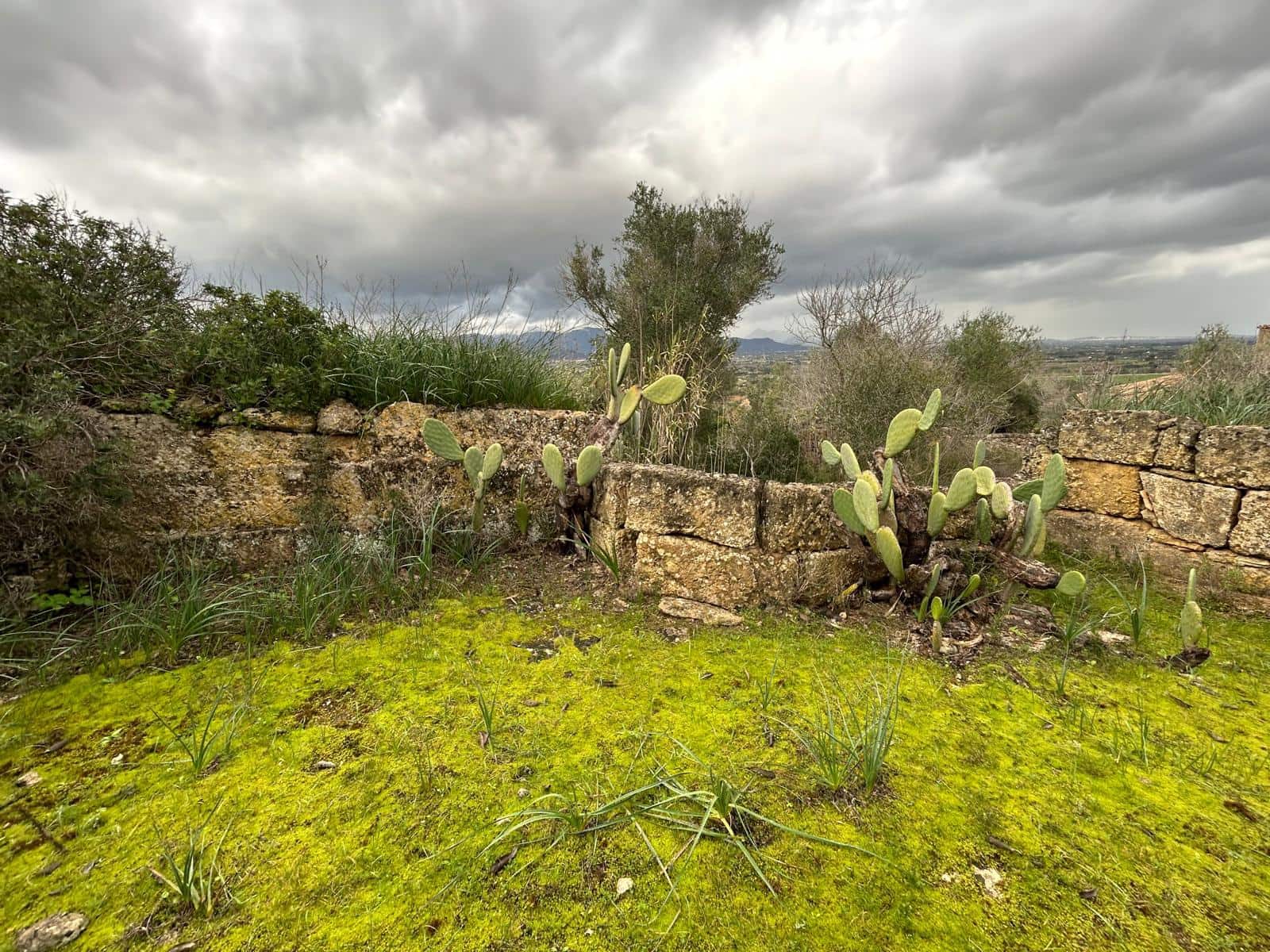 3 sypialnia Finka/Dom wiejski na sprzedaż w Santa Eugenia - 450 000 € (Ref: 9624121)