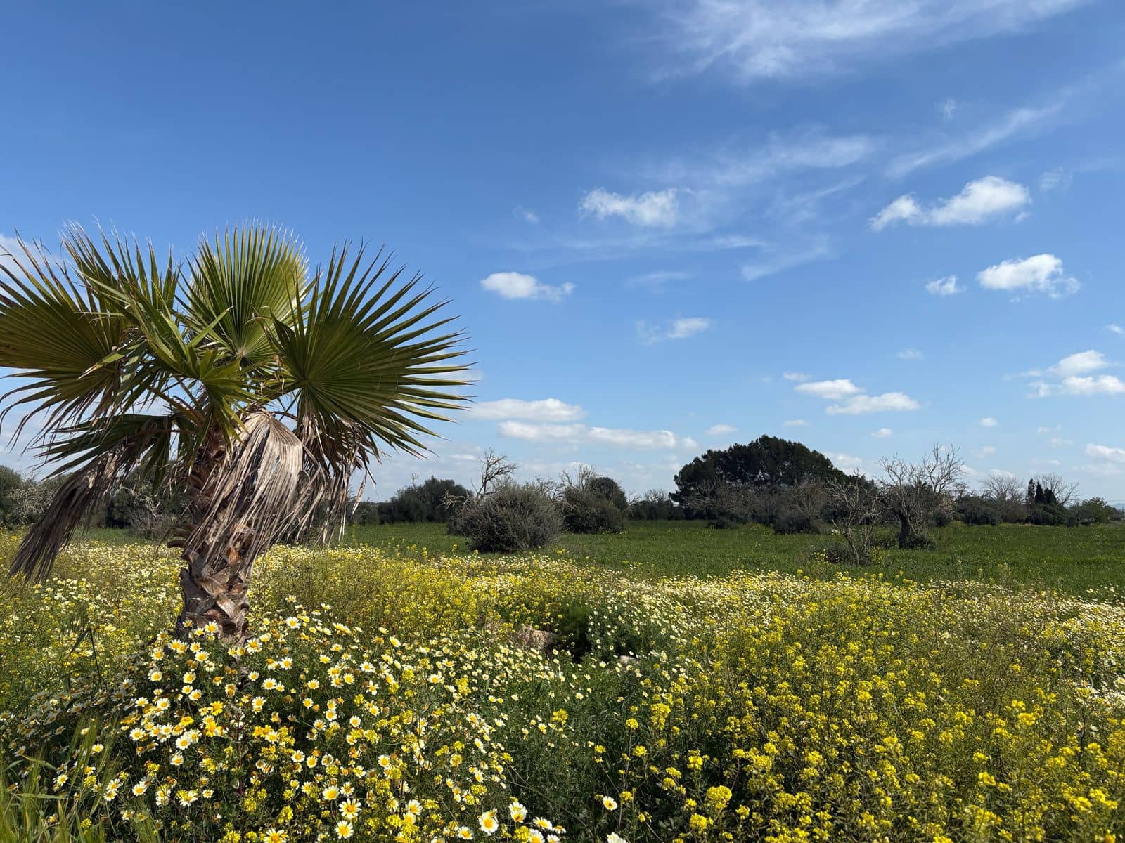 4 bedroom Finca/Country House for sale in Campos with pool garage - € 2,250,000 (Ref: 9737347)