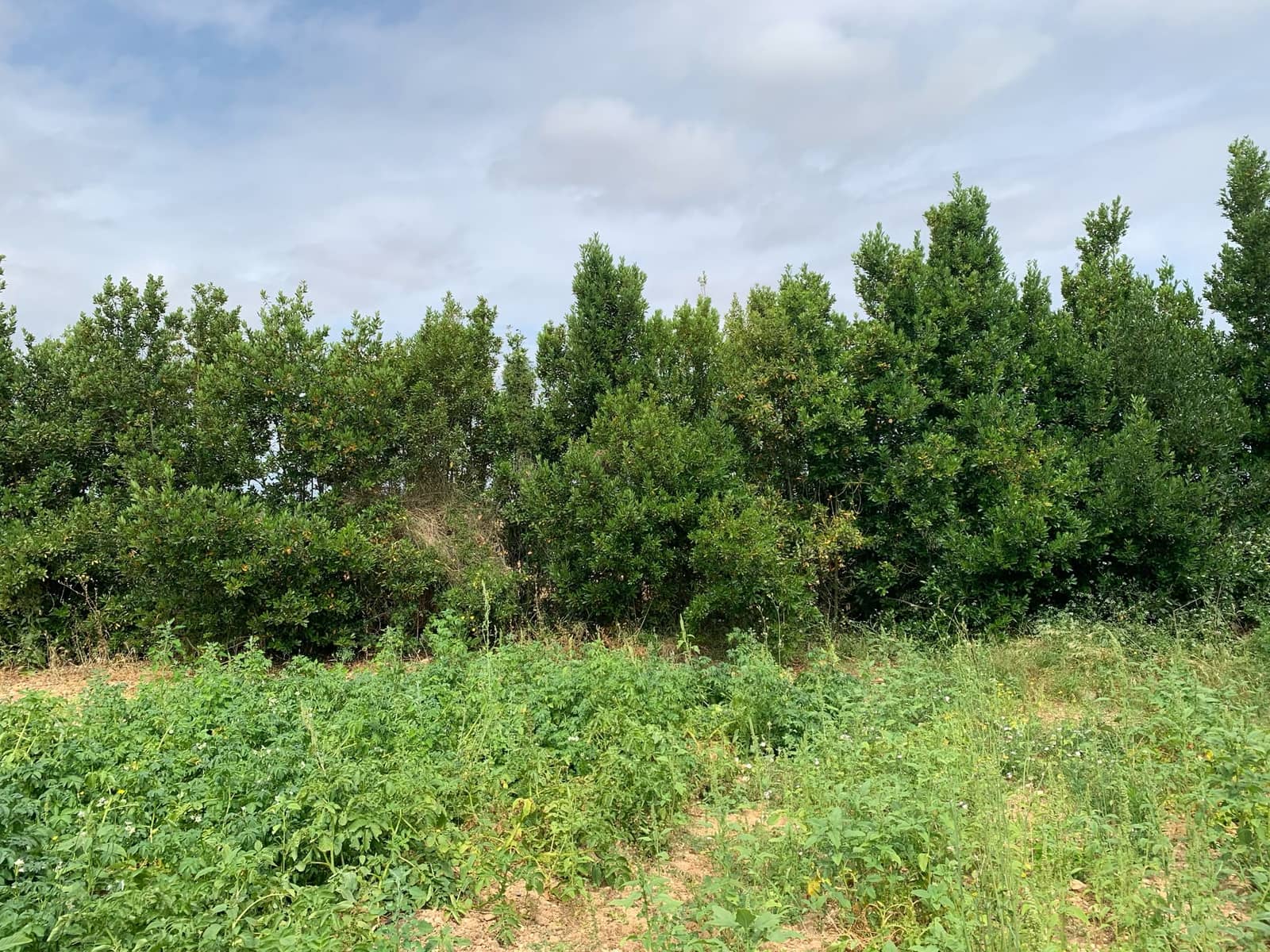 2 soverom Finca/Herregård til salgs i Algaida - € 1 600 000 (Ref: 9877528)