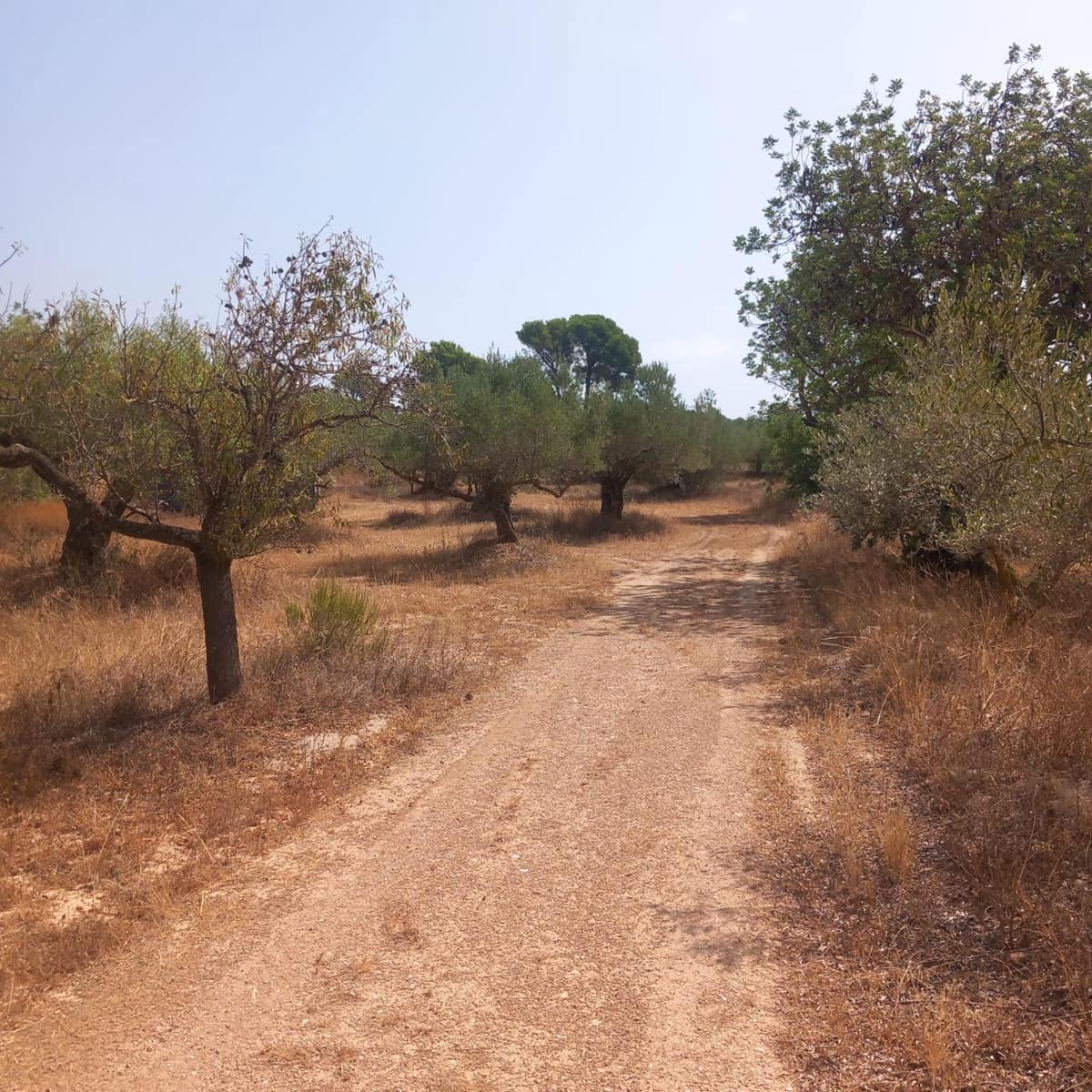 Finca/Herregård til salgs i Tortosa - € 140 000 (Ref: 10024139)