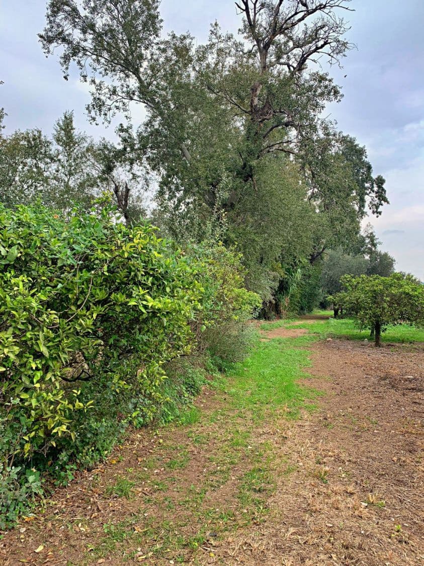 Finca/Landehus til salg i Bitem - € 42.000 (Ref: 9169459)