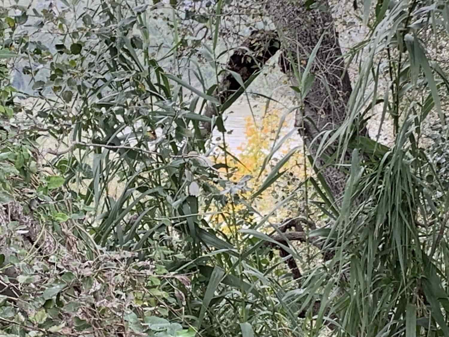 Finca/Landehus til salg i Bitem - € 42.000 (Ref: 9169459)