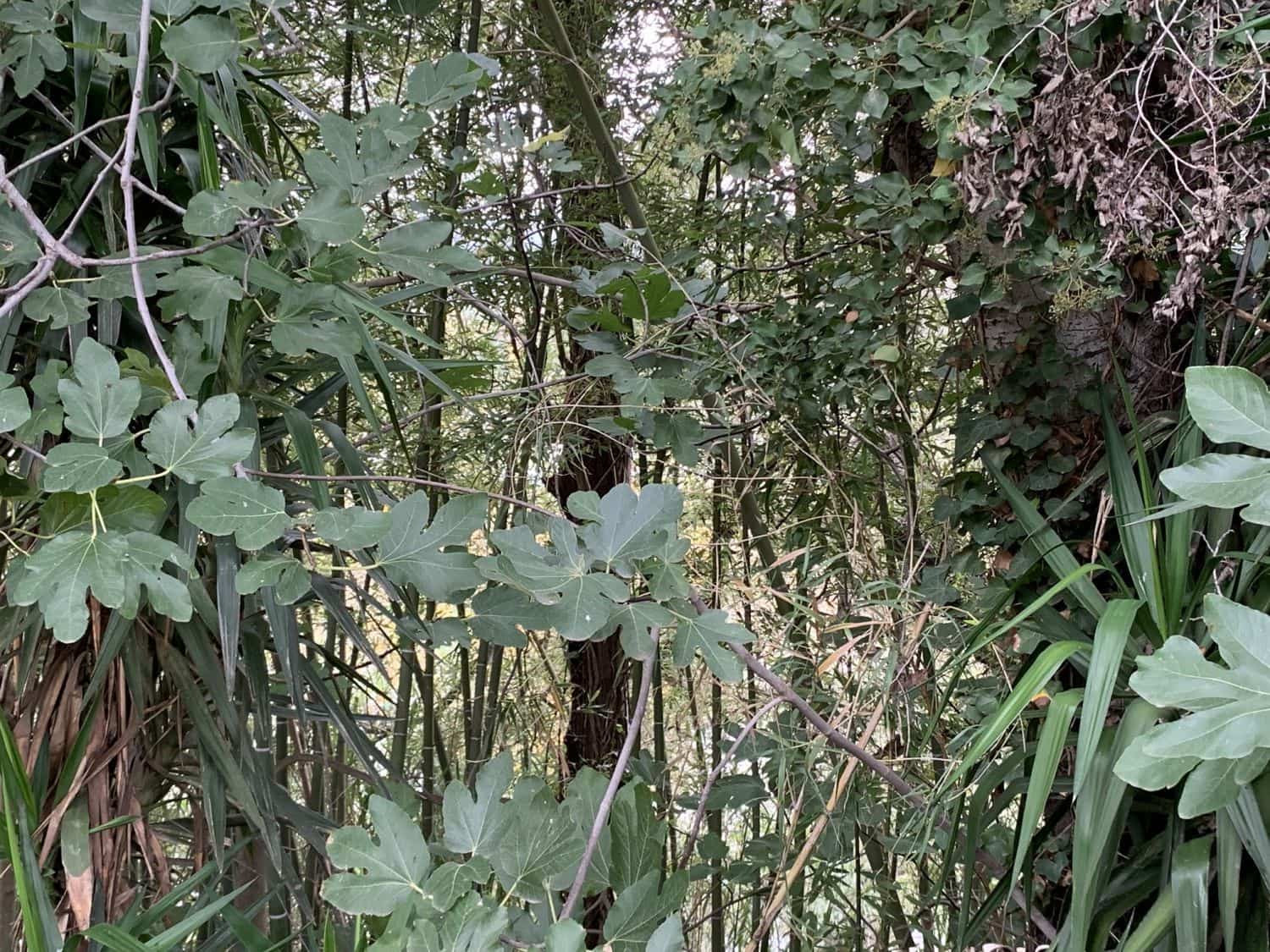 Finca/Landehus til salg i Bitem - € 42.000 (Ref: 9169459)