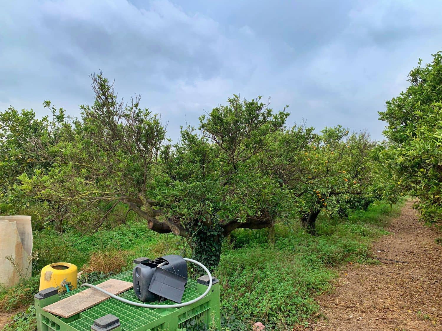 Finca/Landehus til salg i Bitem - € 42.000 (Ref: 9169459)