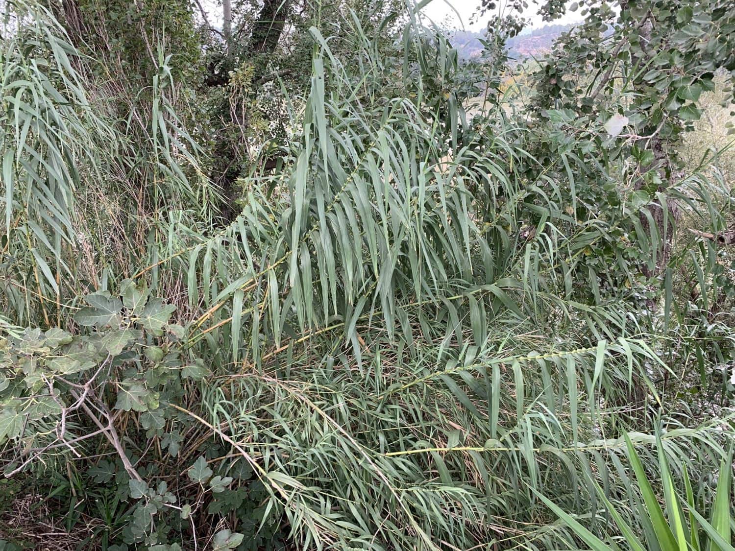 Finca/Landehus til salg i Bitem - € 42.000 (Ref: 9169459)