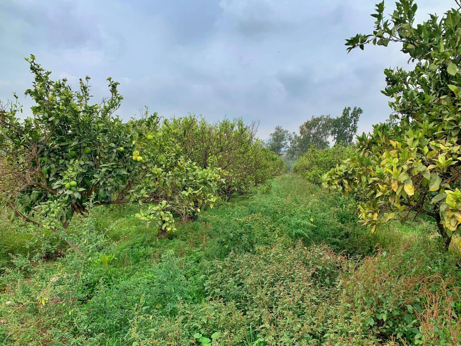 Finca/Landehus til salg i Bitem - € 42.000 (Ref: 9169459)