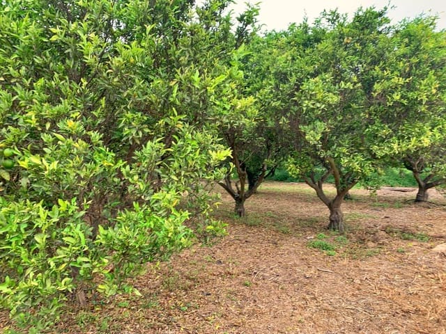 Finca/Maison de Campagne à vendre à Bitem, Tortosa - 42 000 € (Ref: 9169459)