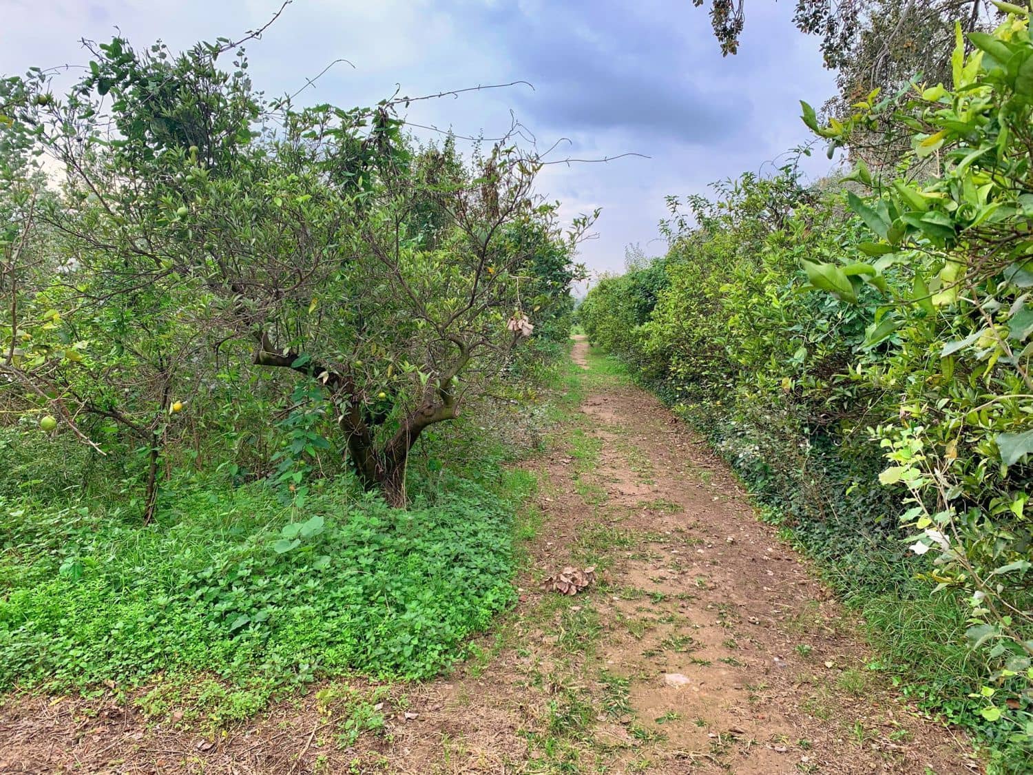 Finca/Landehus til salg i Bitem - € 42.000 (Ref: 9169459)