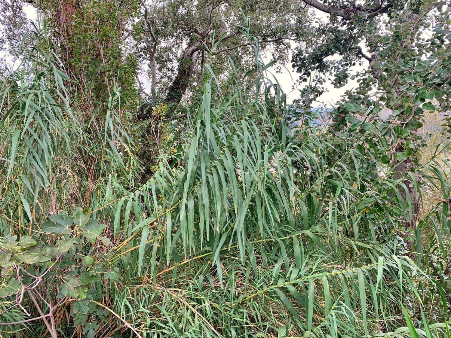 Finca/Landehus til salg i Bitem - € 42.000 (Ref: 9169459)