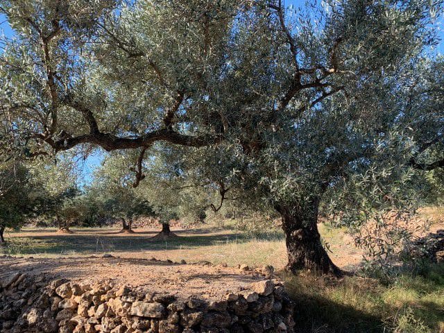 Finca/Landehus til salg i Xerta - € 33.000 (Ref: 9169462)