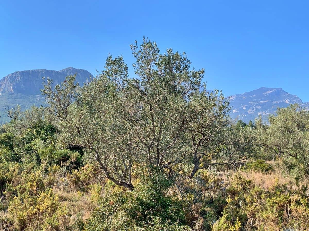 Finca/Landehus til salg i Roquetes - € 23.000 (Ref: 9169463)