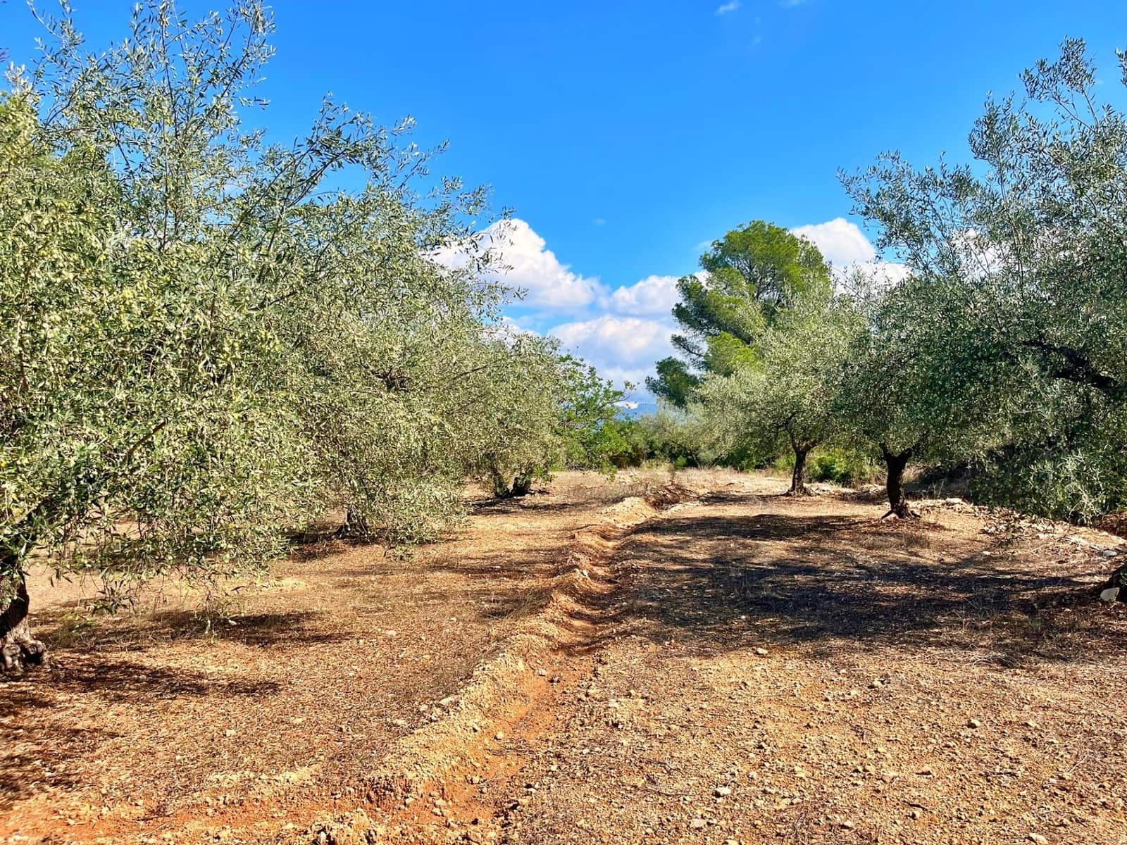 1 camera da letto Finca/Casa di Campagna in vendita in Aldover - 55.000 € (Rif: 9349461)