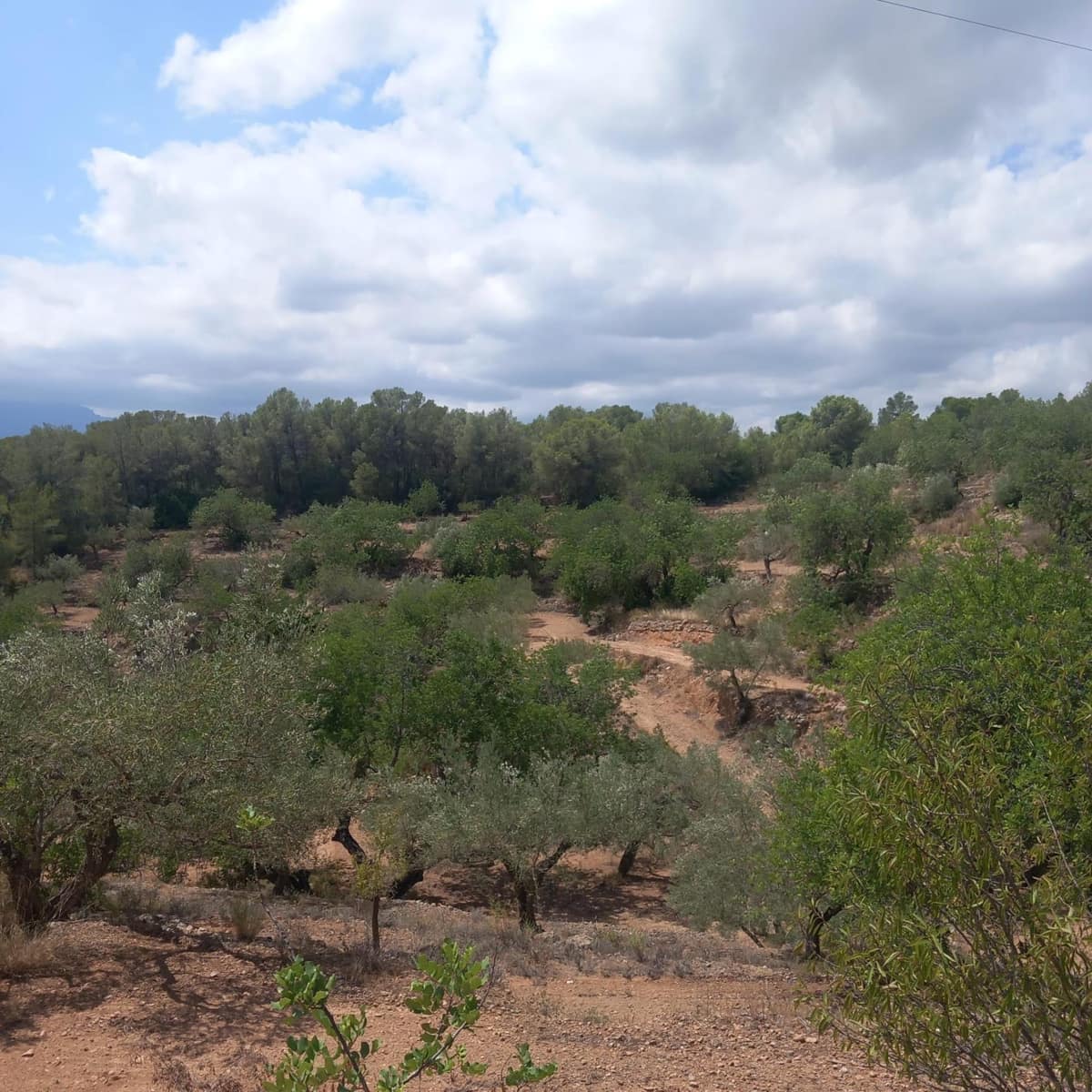 Ubebygd land til salgs i Bitem - € 40 000 (Ref: 9839167)