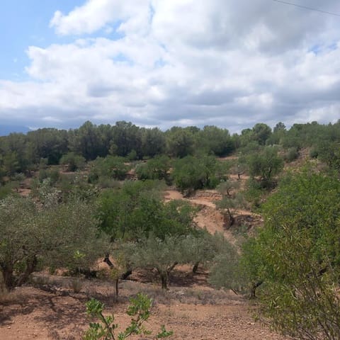 Ubebygd land til salgs i Bitem, Tortosa - € 40 000 (Ref: 9839167)